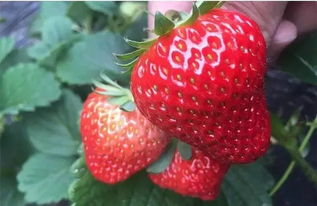 不负 莓 好时光 常州草莓采摘地图新鲜出炉,约起来