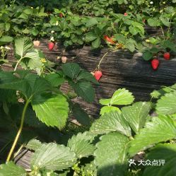 草莓荟采摘园