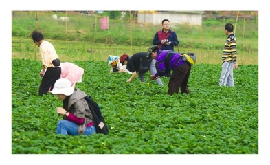 阳春三月!一起去摘草莓吧!最全成都草莓采摘基地奉上!