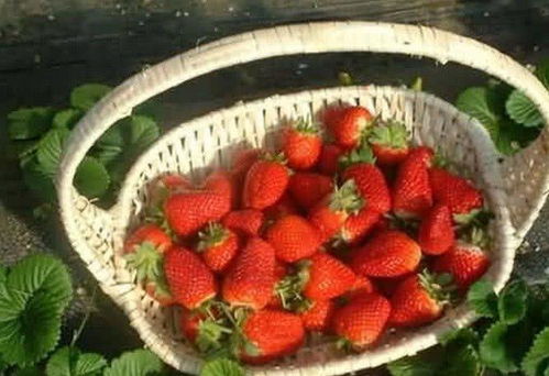 很多人都忽略的一个重要的问题,摘完草莓吃之前要不要清洗