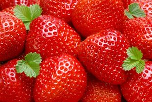 又到草莓采摘季 北京6家草莓采摘园推荐