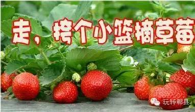 抢五折草莓采摘券草莓君在郫县草莓采摘基地等着您