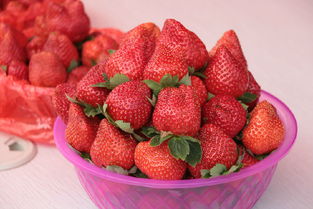 感受田园乐趣 龙寿洋草莓采摘正当时