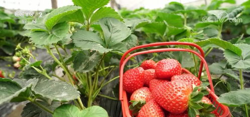 浙江绍兴 冬日草莓红 尝鲜采摘乐