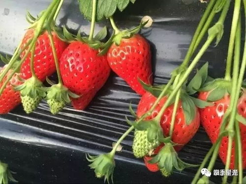 沂源县南鲁山镇的草莓熟了,亲们快去采摘吧