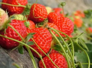 采摘丨浙江草莓采摘地图来啦 莫负 莓 好时光,赶紧约起来吧