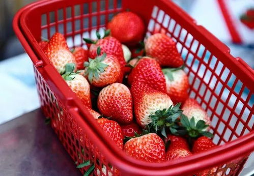 温州周边草莓采摘地图来啦 莫负 莓 好时光,周末可以约起来