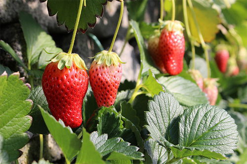 草莓采摘图片素材