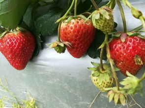 草莓采摘全攻略 天气正好约起来吧