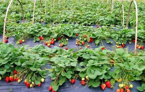 草莓采摘季 2018莒南及临沂最全草莓采摘地图在此