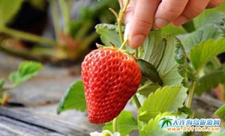 2016年清明节大连草莓采摘推荐,放心 实惠 好吃