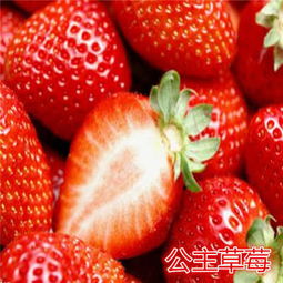 路南香蕉草莓苗价格 草莓苗批发 报价