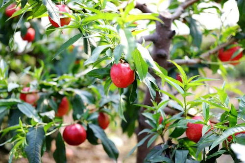 咱唐山人的水果后花园原来在这里