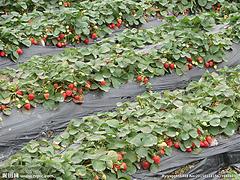 潍坊地区好的生态农场采摘 有机采摘园在哪里