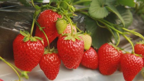 安排 昌平草莓采摘正当时,快来一起 甜蜜暴击