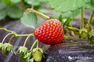 草莓采摘季,藏好这份地图,周末走起