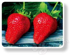 五月草莓飘香 到京郊过把采摘瘾全攻略