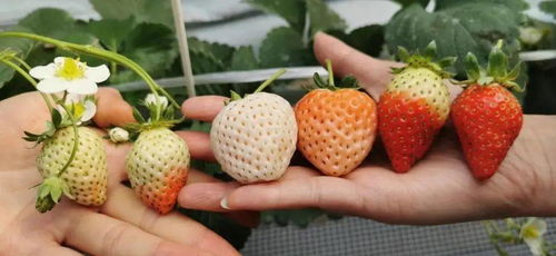 冬日高甜预警 溧水时令水果采摘攻略来啦