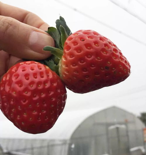 下雪天,和草莓更配哦