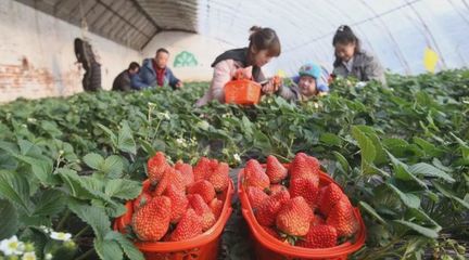 西安周边草莓采摘园大合集!边采边吃!最新草莓采摘攻略来袭!