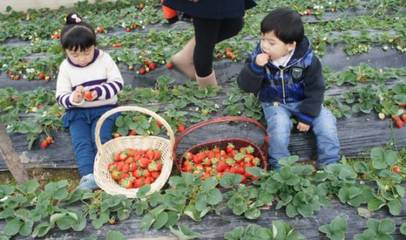 忍不住了!10家武汉最新的冬草莓采摘园和价格全在这里,元旦去!