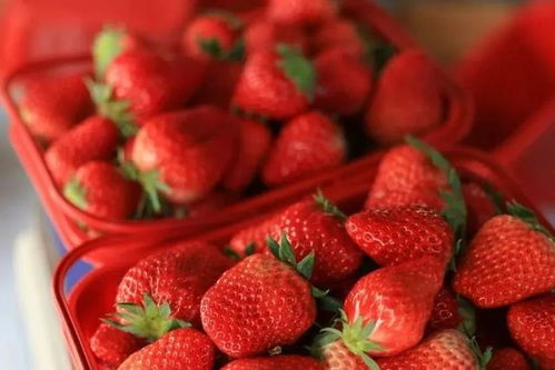 甜 这里有份草莓采摘地图