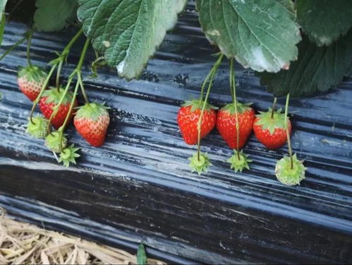 甜 这里有份草莓采摘地图