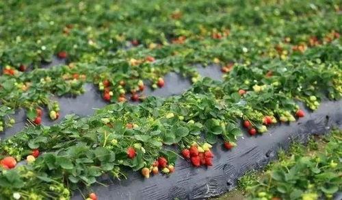 甜 这里有份草莓采摘地图