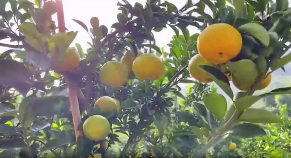 “莓”好冬日如约而至!铜梁草莓采摘攻略来啦