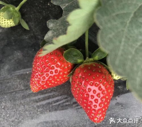 草莓季来了 广州摘草莓指南出炉 周末走起