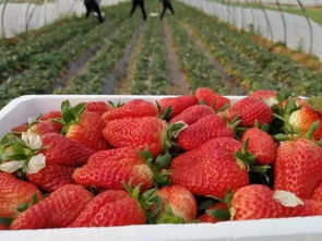 桑葚 彩番茄 草莓.....踏青采摘,春天来这里尝鲜撒欢嗨起来