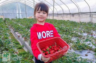 株洲市郊还有草莓采摘吗?答案:还可赶上一趟“末班车”