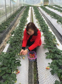 白云草莓采摘园欢迎你