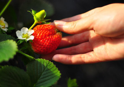 冬天里的一点红 京郊草莓采摘攻略 冬天采草莓_国内攻略_驴妈妈旅游资讯网