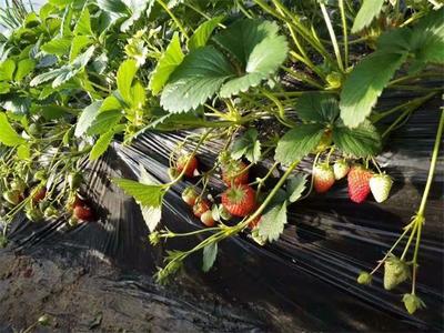 冬天最美好的事情,就是到北京昌平康源草莓采摘园摘红彤彤的草莓