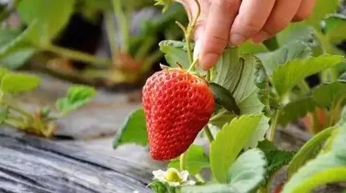 3岁儿子吃草莓呕吐住院,还是超市买的 妈妈买下所有存货送检,结果
