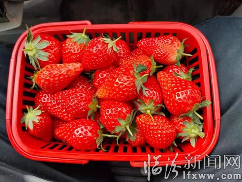 吉县吉昌镇 草莓园里采摘忙