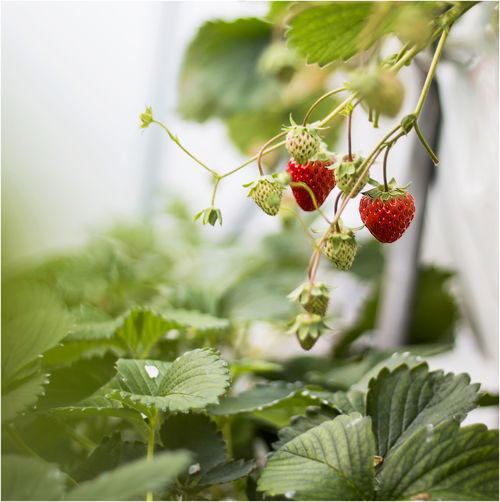 借力杭黄高铁,依托果蔬乐园丨宜居建德打造农旅融合新品牌
