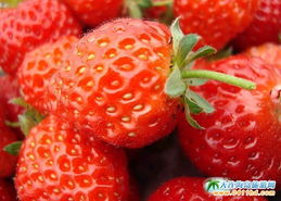 采草莓到大连,采好草莓到耀阳家里来