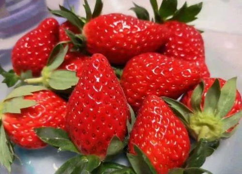 草莓季来了 抚州城区摘草莓地都在这 地址 路线