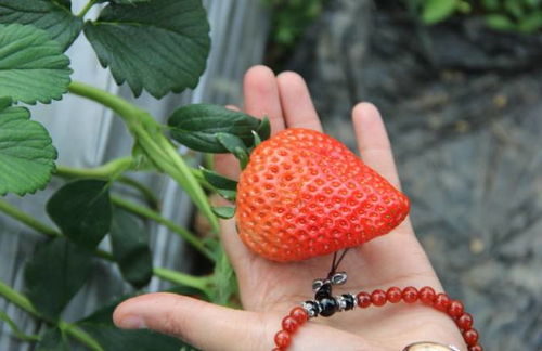 周末摘草莓喽 西安周边最全摘草莓攻略奉上,坐公交直达