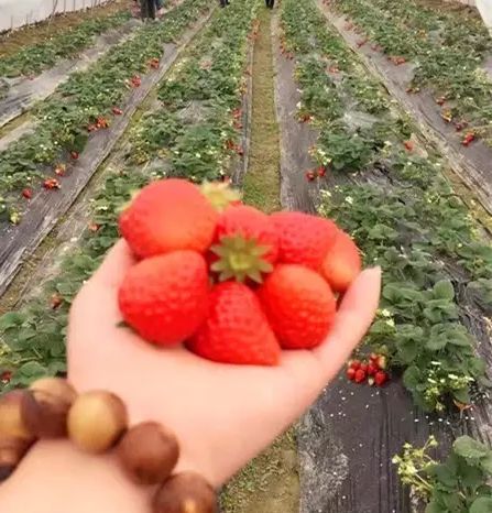 湖州草莓采摘地图全新出炉 这个冬天,去开启一段 莓 好时光