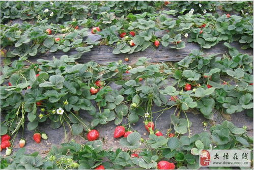 大悟县双桥北枣棚村草莓采摘园