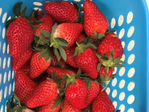 亲测 最真诚的西安草莓采摘园测评