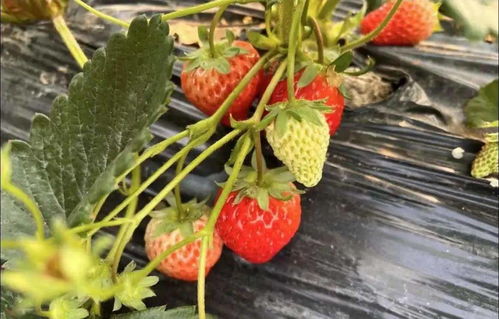 冬季小 莓 好,2022无锡草莓采摘地图来啦