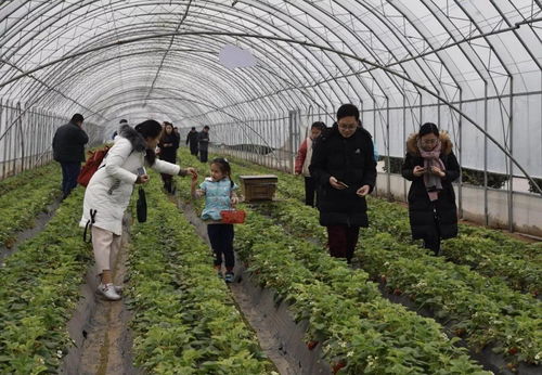 栾城开启 莓 好时光 赴一场草莓的约会吧