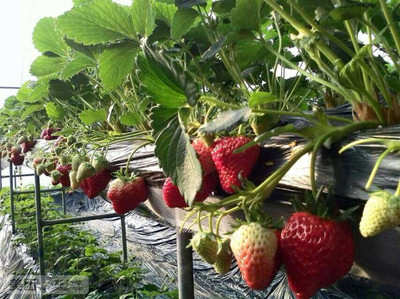 【许昌草莓采摘团购详情】长安草莓采摘园价格_人均消费(图)