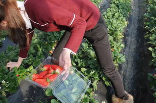 元旦假期,带你玩转平度