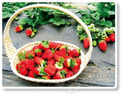 三月 采最美味的草莓