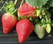 供应周村草莓采摘,草莓采摘园在哪?淄博哪里有草莓采摘-淄博绿生源农产品种植专业合作社